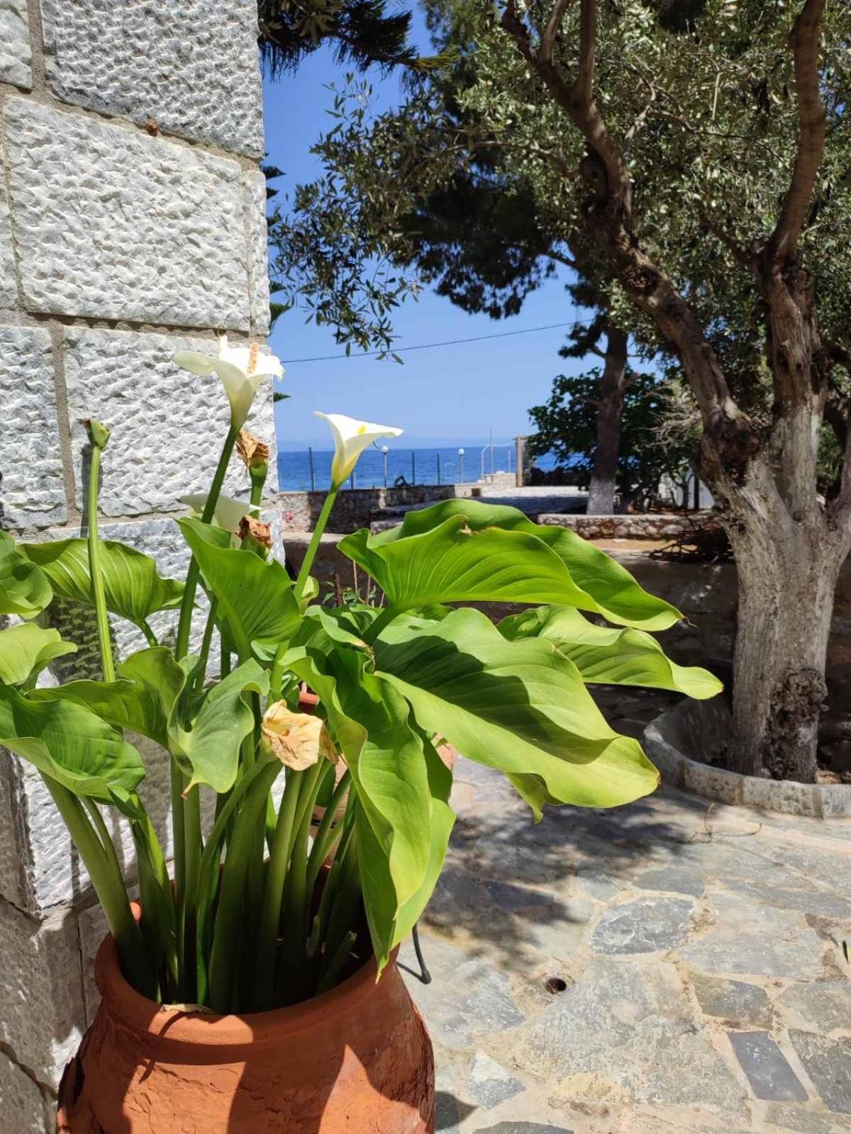 Ktima Zaxarias Hotel Kokkala Luaran gambar